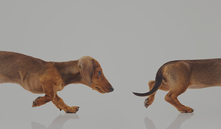 seo-chasing-tails